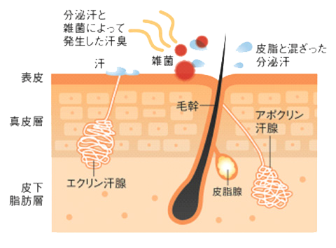 2種類の汗の違い Ontheshore